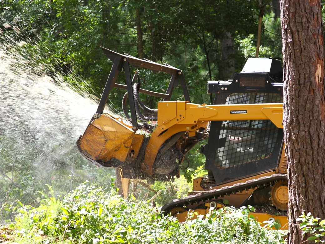 Track loader with a mulching head throwing wood chips as it grinds brush beside a pine, forestry mulching