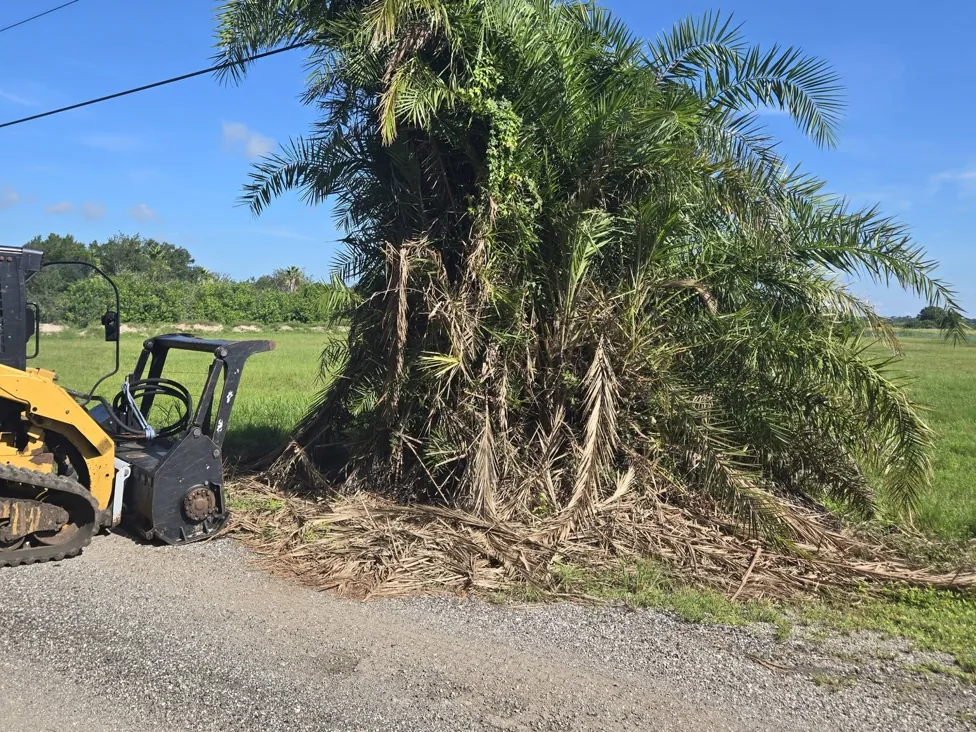 Track loader with a mulching head beside an overgrown palm clump on a pasture fence line, forestry mulching