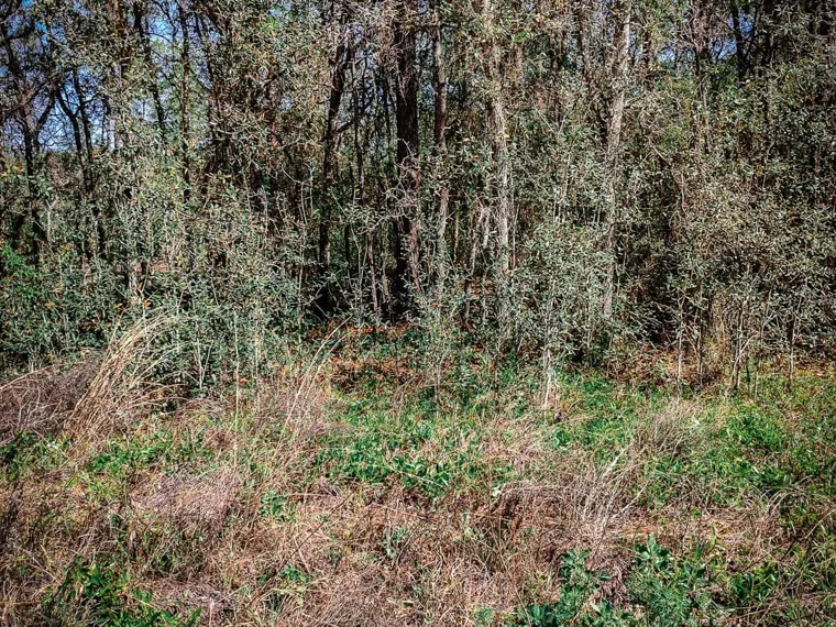 Dense overgrown thicket of brush and young trees at the edge of a lot, invasive plant removal