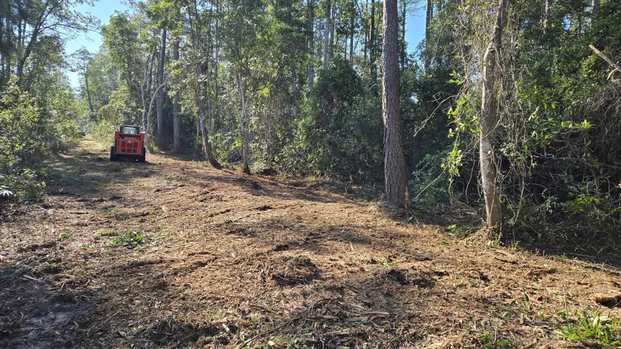 Skid steer mulching a cleared lane through pines and brush, land clearing for lots in West Melbourne, FL