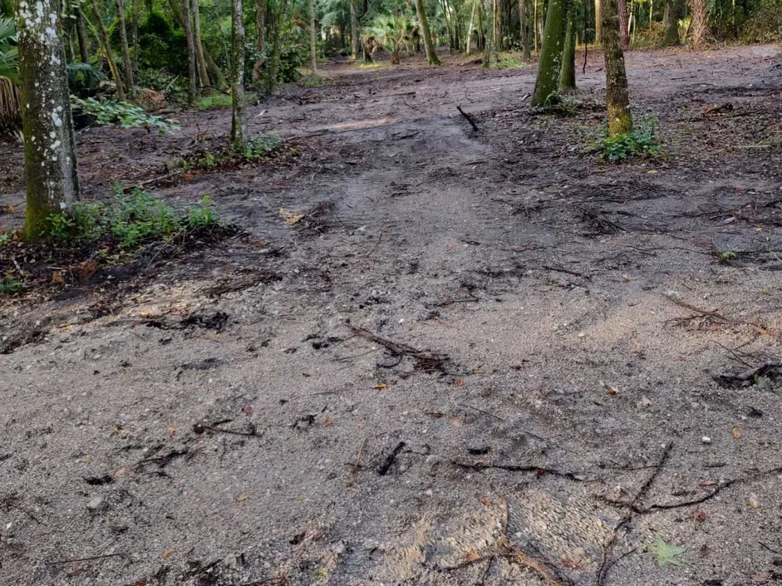 Bare ground graded smooth under oaks and palms after clearing, land grading