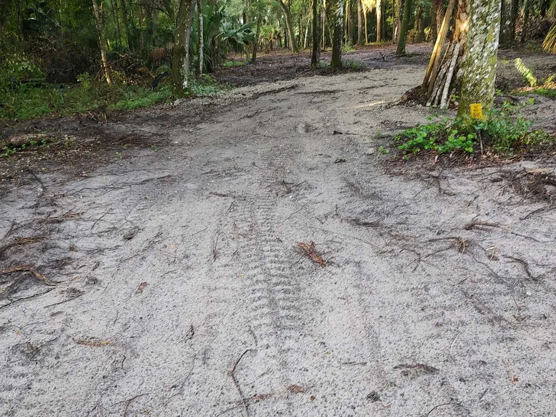 Graded sand lane with fresh track marks through oak and palm woods, land grading