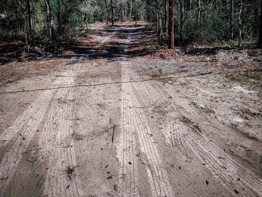 Sandy access lane cleared through pine and oak woods, site preparation