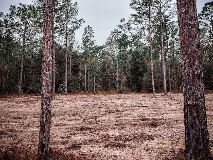 Lot cleared to sand with tall pines left standing around it, site preparation